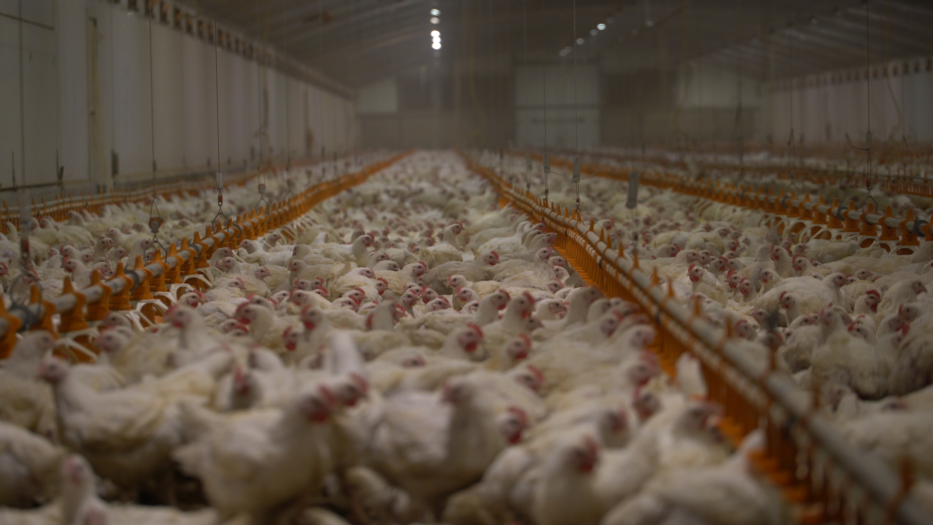 Dominion Tierschutz Dokumentation Review Tiere Hühner